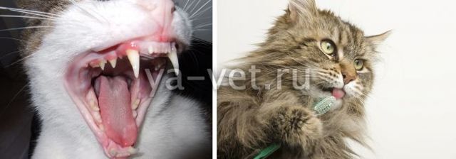 Чистка зубов кошки – советы и рекомендации