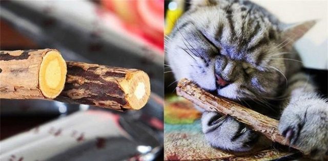 Чистка зубов кошки – советы и рекомендации