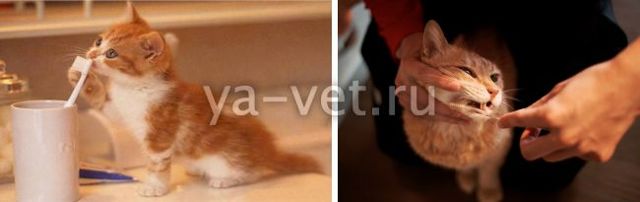 Чистка зубов кошки – советы и рекомендации