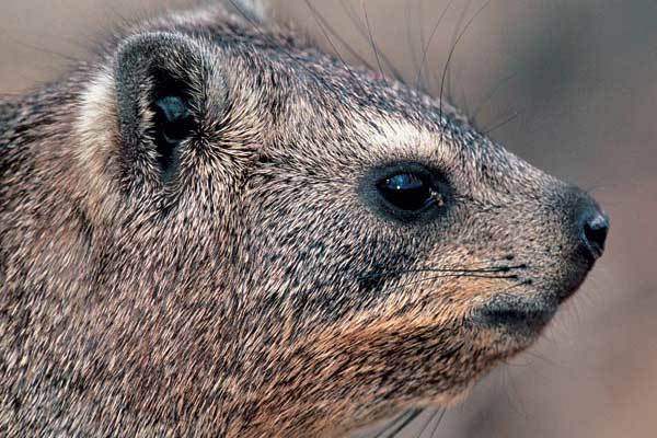 Даман – фото, описание, ареал, рацион, враги, популяция