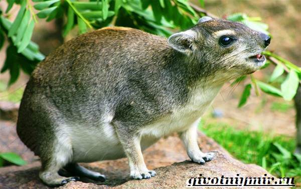 Даман – фото, описание, ареал, рацион, враги, популяция