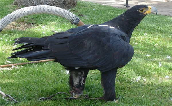 Даман – фото, описание, ареал, рацион, враги, популяция