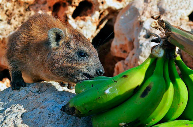Даман – фото, описание, ареал, рацион, враги, популяция