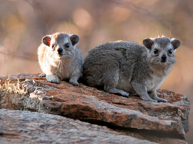Даман – фото, описание, ареал, рацион, враги, популяция