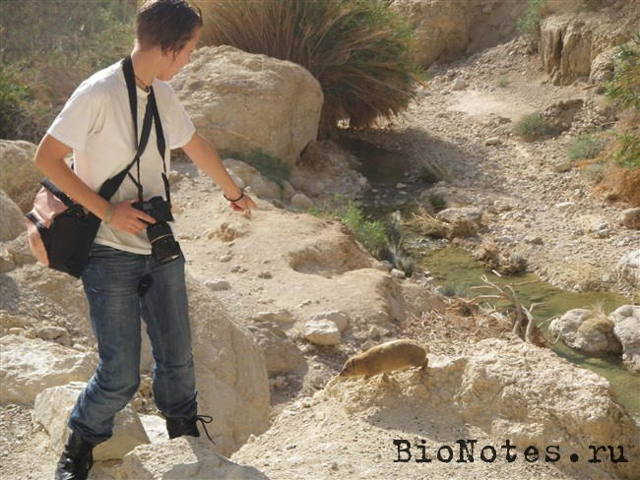 Даман – фото, описание, ареал, рацион, враги, популяция