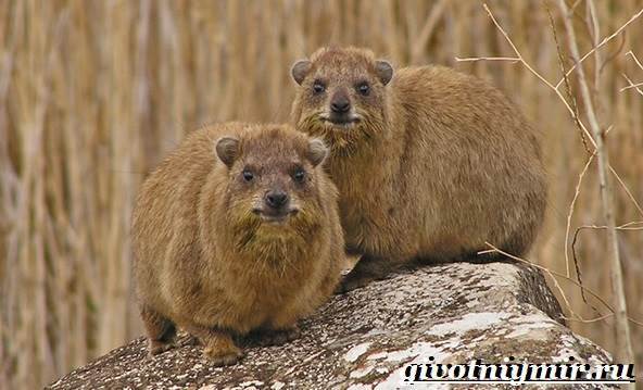 Даман – фото, описание, ареал, рацион, враги, популяция