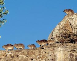 Даман – фото, описание, ареал, рацион, враги, популяция