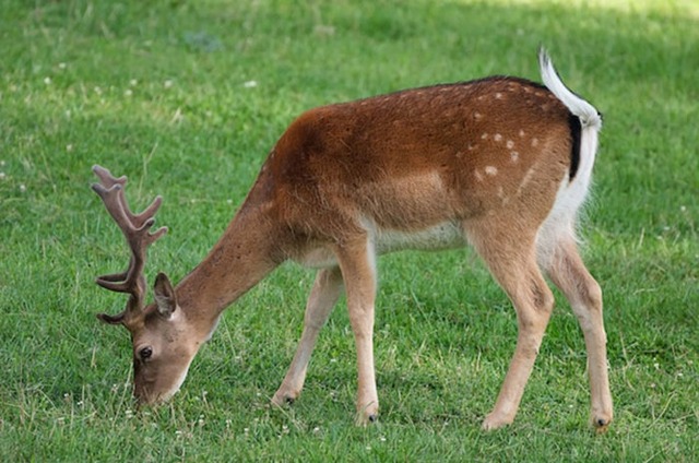 Даман – фото, описание, ареал, рацион, враги, популяция