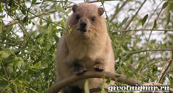 Даман – фото, описание, ареал, рацион, враги, популяция