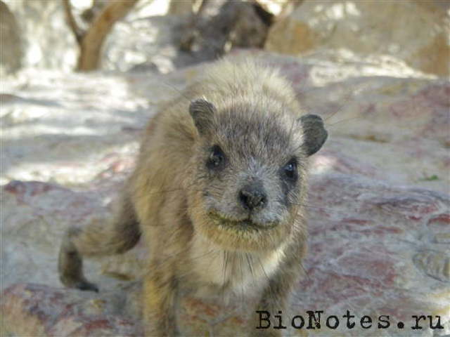 Даман – фото, описание, ареал, рацион, враги, популяция