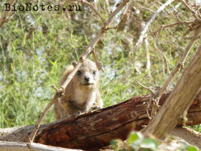Даман – фото, описание, ареал, рацион, враги, популяция