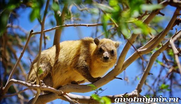 Даман – фото, описание, ареал, рацион, враги, популяция