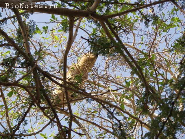 Даман – фото, описание, ареал, рацион, враги, популяция