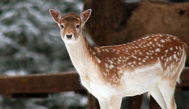 Даман – фото, описание, ареал, рацион, враги, популяция
