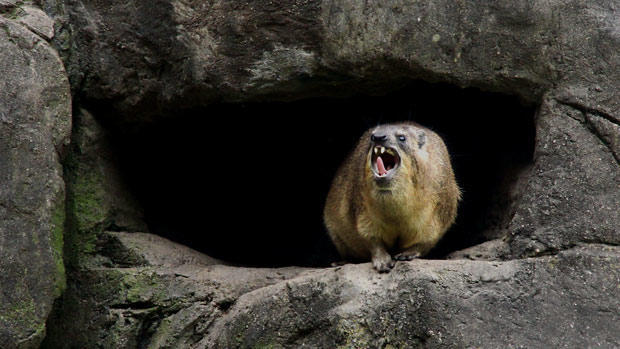 Даман – фото, описание, ареал, рацион, враги, популяция