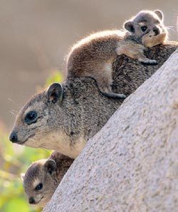 Даман – фото, описание, ареал, рацион, враги, популяция