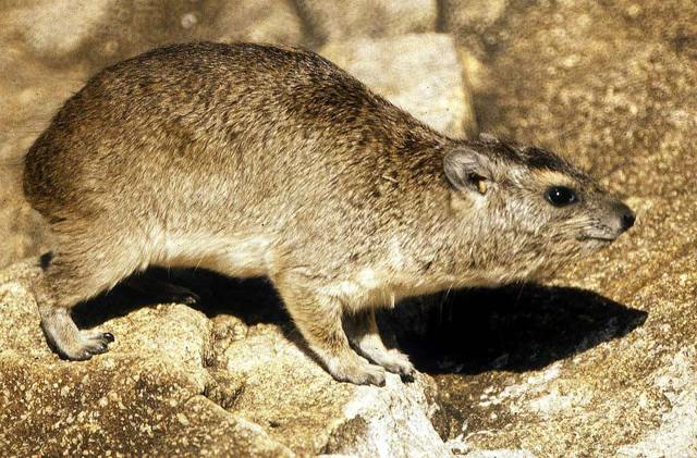 Даман – фото, описание, ареал, рацион, враги, популяция