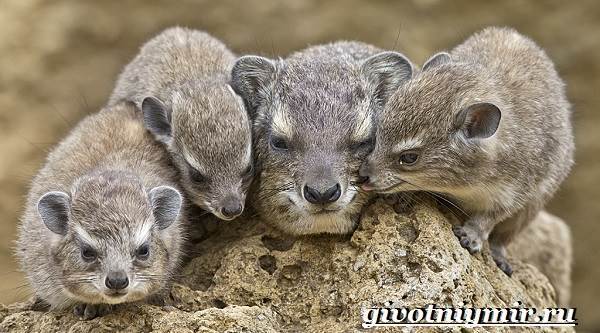 Даман – фото, описание, ареал, рацион, враги, популяция
