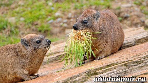 Даман – фото, описание, ареал, рацион, враги, популяция