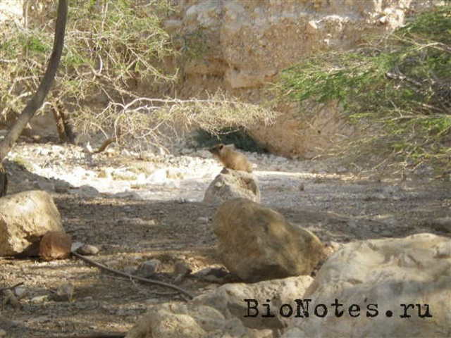 Даман – фото, описание, ареал, рацион, враги, популяция