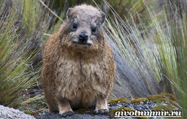 Даман – фото, описание, ареал, рацион, враги, популяция