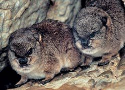 Даман – фото, описание, ареал, рацион, враги, популяция