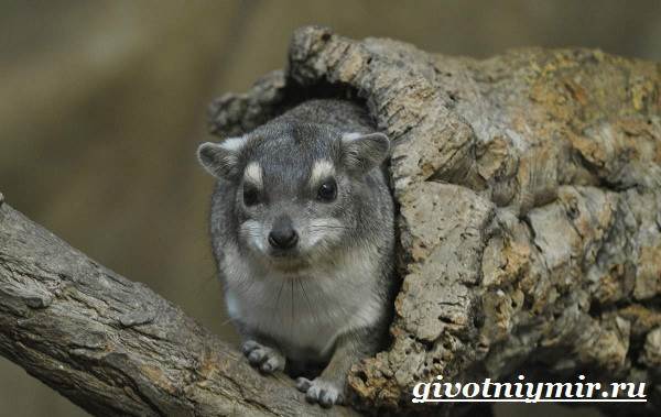 Даман – фото, описание, ареал, рацион, враги, популяция