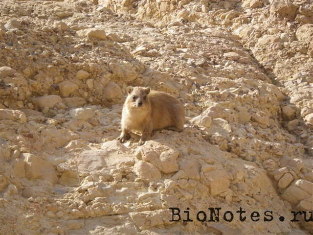 Даман – фото, описание, ареал, рацион, враги, популяция