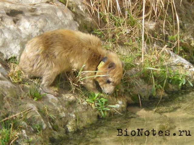 Даман – фото, описание, ареал, рацион, враги, популяция