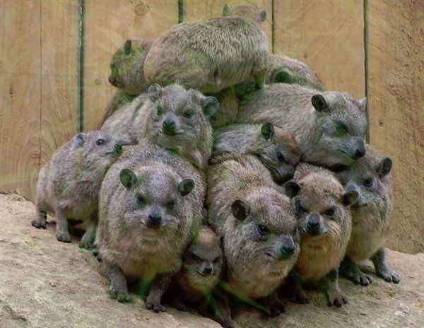 Даман – фото, описание, ареал, рацион, враги, популяция