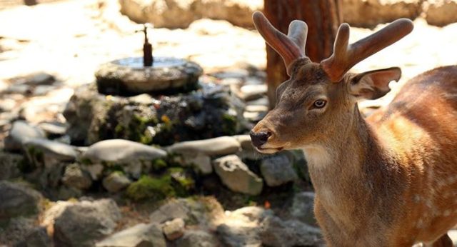 Даман – фото, описание, ареал, рацион, враги, популяция
