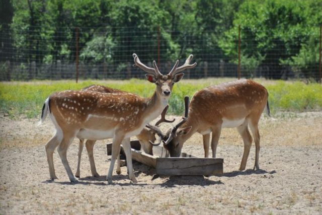 Даман – фото, описание, ареал, рацион, враги, популяция