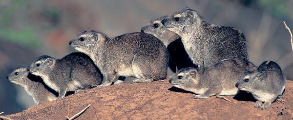 Даман – фото, описание, ареал, рацион, враги, популяция