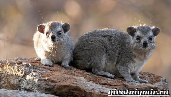 Даман – фото, описание, ареал, рацион, враги, популяция