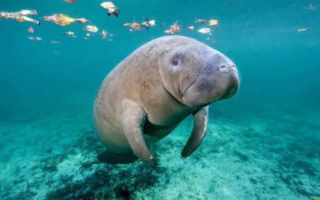 Дюгонь – фото, описание, ареал, рацион, враги, популяция