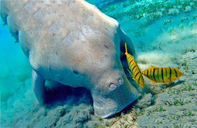 Дюгонь – фото, описание, ареал, рацион, враги, популяция