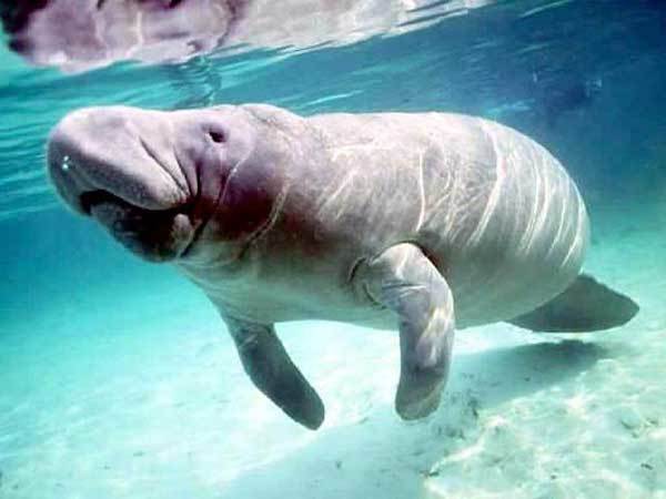 Дюгонь – фото, описание, ареал, рацион, враги, популяция