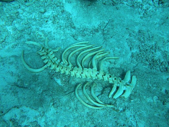 Дюгонь – фото, описание, ареал, рацион, враги, популяция