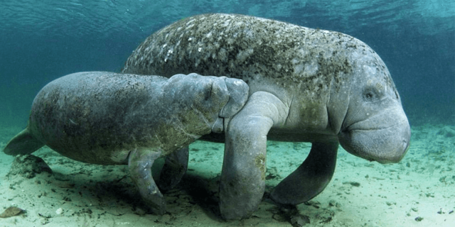 Дюгонь – фото, описание, ареал, рацион, враги, популяция