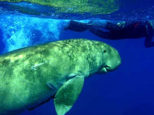 Дюгонь – фото, описание, ареал, рацион, враги, популяция