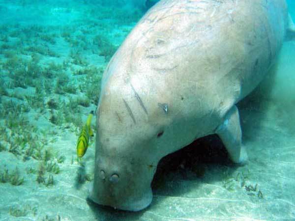 Дюгонь – фото, описание, ареал, рацион, враги, популяция