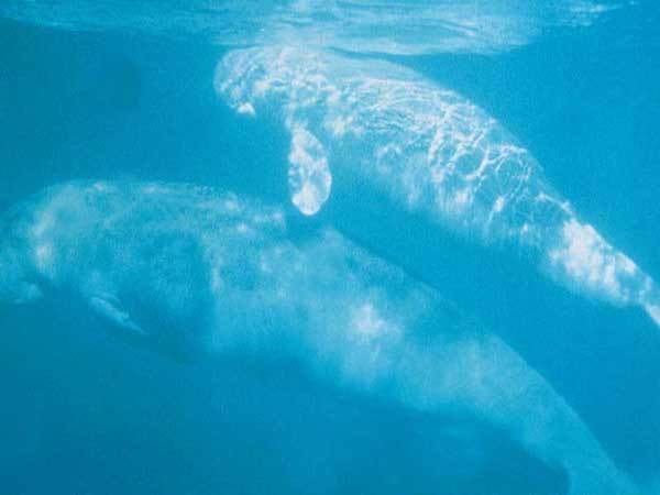 Дюгонь – фото, описание, ареал, рацион, враги, популяция