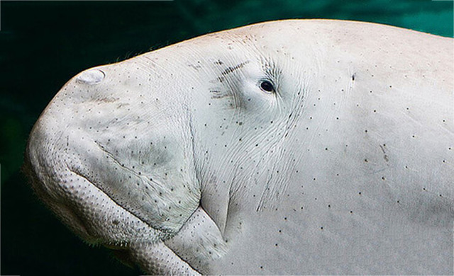 Дюгонь – фото, описание, ареал, рацион, враги, популяция