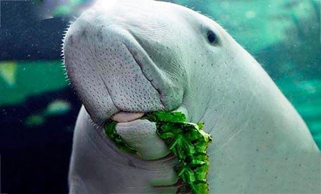 Дюгонь – фото, описание, ареал, рацион, враги, популяция