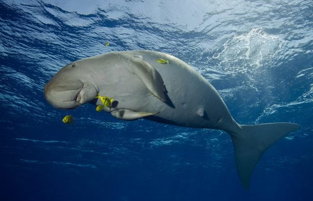 Дюгонь – фото, описание, ареал, рацион, враги, популяция