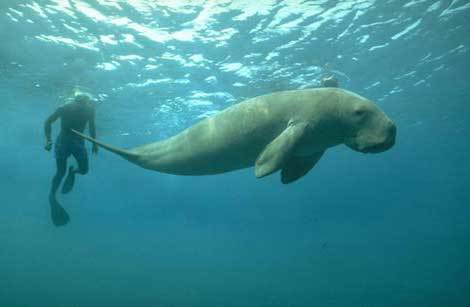 Дюгонь – фото, описание, ареал, рацион, враги, популяция