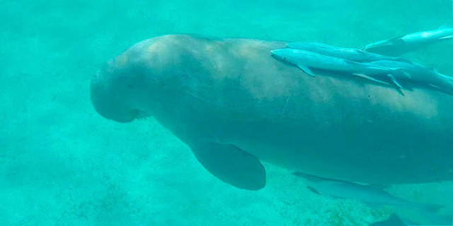 Дюгонь – фото, описание, ареал, рацион, враги, популяция