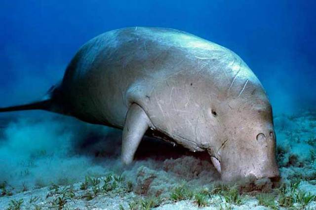 Дюгонь – фото, описание, ареал, рацион, враги, популяция