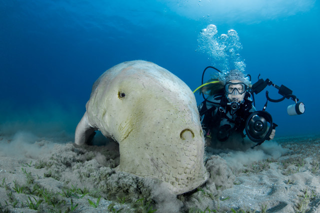 Дюгонь – фото, описание, ареал, рацион, враги, популяция