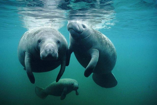 Дюгонь – фото, описание, ареал, рацион, враги, популяция